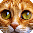 Jigsaw Puzzle Cats